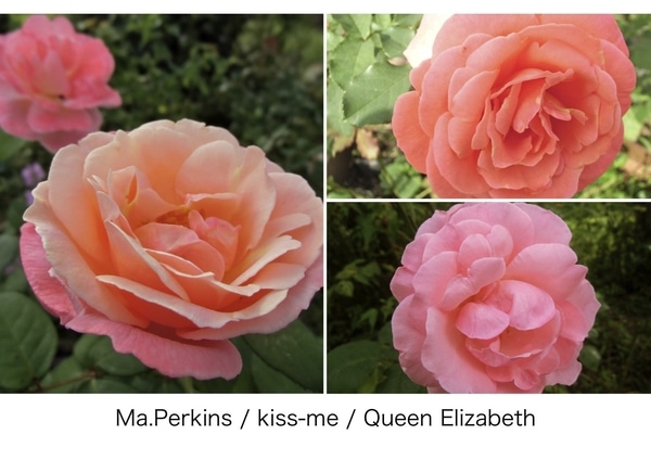 今朝の薔薇 似てる篇 みんなの趣味の園芸 Nhk出版 ブラウンサムさんの園芸日記