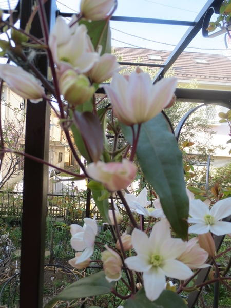 クレマチス アーマンディーが咲きました 園芸日記 By ミーコリン みんなの趣味の園芸