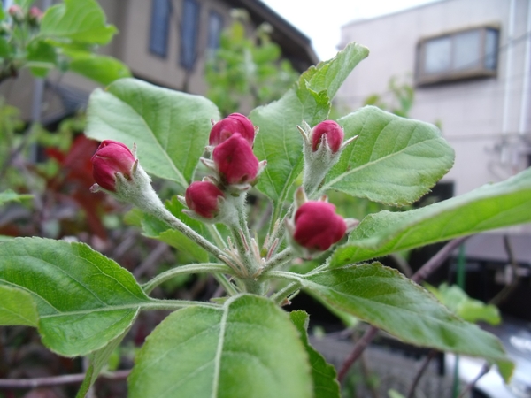 リンゴの蕾とグミの花 園芸日記 By ともさく みんなの趣味の園芸