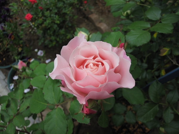 薔薇 ダフネ ノヴァーリス ピエール みんなの趣味の園芸 Nhk出版 Wakabaさんの園芸日記