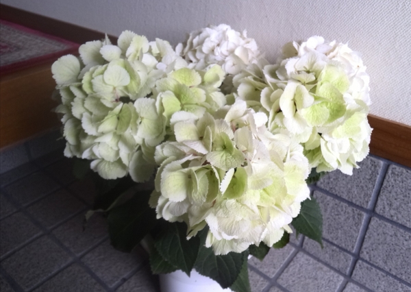 母の日の紫陽花ゼブラが白 緑色になりました 園芸日記 By コンカドール みんなの趣味の園芸 2255