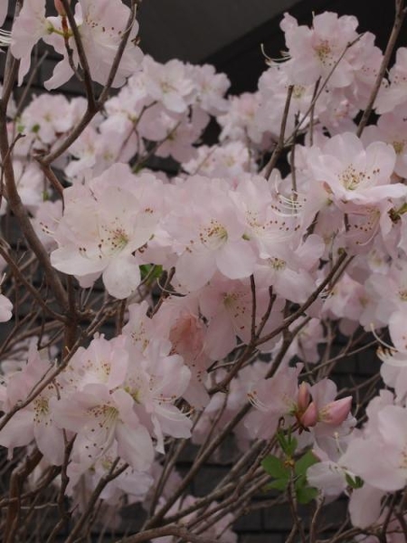 クロフネツツジ ２ みんなの趣味の園芸 Nhk出版 新潟県立植物園さんの園芸日記 228