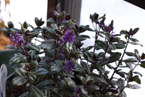 ベロニカ グレース 紫の花 みんなの趣味の園芸 Nhk出版 Hanuraさんの園芸日記 2303