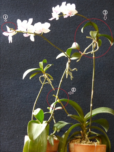 高芽で咲いたミニ胡蝶蘭 みんなの趣味の園芸 By おれんじぺこ