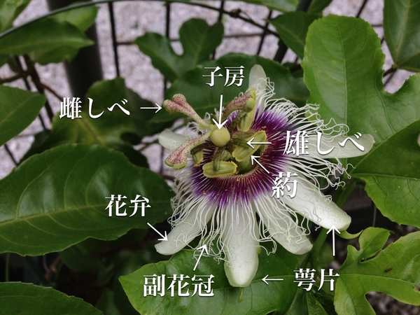 パッションフルーツの花の構造 みんなの趣味の園芸 Nhk出版 Kikoさんの園芸日記