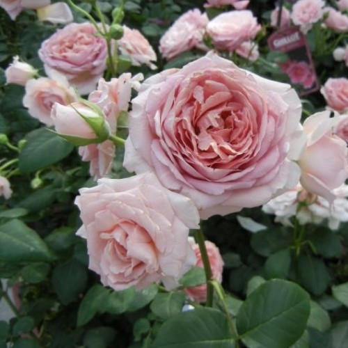 フランス ギヨーのバラ みんなの趣味の園芸 Nhk出版 有島 薫さんの園芸日記