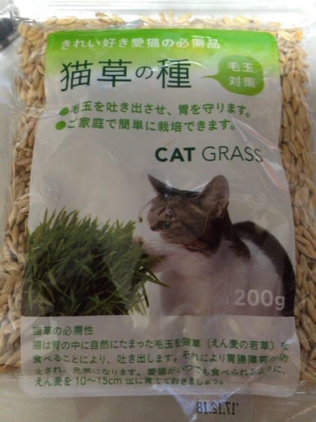 猫草 えん麦 みんなの趣味の園芸 Nhk出版 Skysucさんの園芸日記 2281