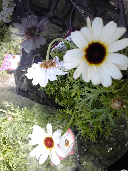 香りのある花 みんなの趣味の園芸 Nhk出版 グロリオサさんの園芸日記 2908