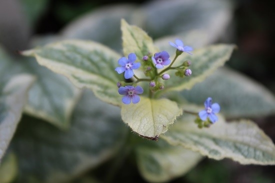 青い小さな花 みんなの趣味の園芸 Nhk出版 雪媛さんの園芸日記