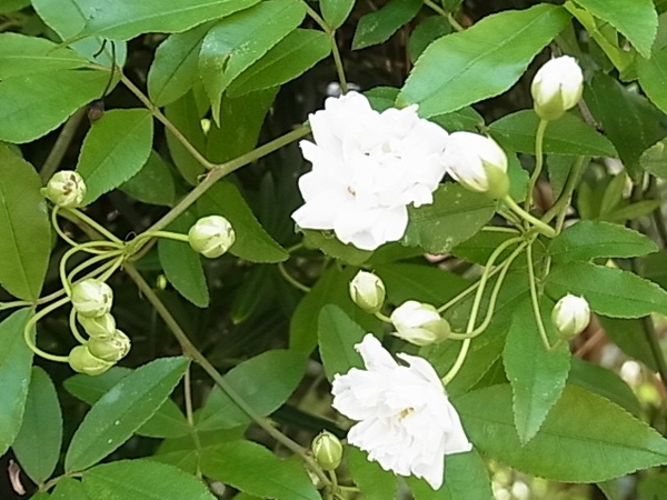 白い花 ３種類 写真3枚目 ゆきこさんの日記 みんなの趣味の園芸 16 04 12
