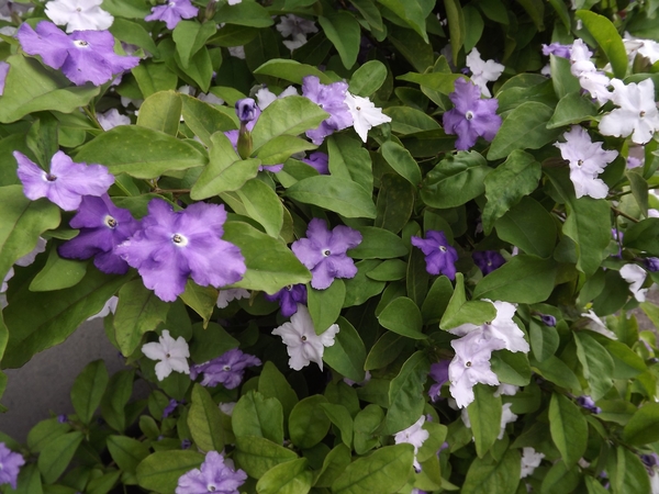 ニオイバンマツリ ブルーベリーの実 紫陽花の蕾 みんなの趣味の園芸 Nhk出版 オフィーリアさんの園芸日記