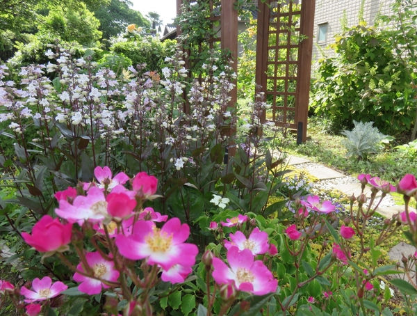 ミニバラ 安曇野 が咲き始めた庭 みんなの趣味の園芸 Nhk出版 グリーンパラダイスさんの園芸日記