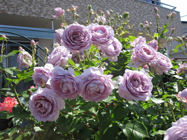 今日の薔薇 ノヴァーリス レッドインテューション ドフトゴールド 写真1枚目 Wakabaさんの日記 みんなの趣味の園芸 16 05 19