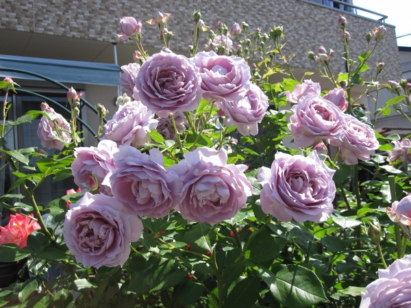 今日の薔薇 ノヴァーリス レッドインテューション ドフトゴールド みんなの趣味の園芸 Nhk出版 Wakabaさんの園芸日記