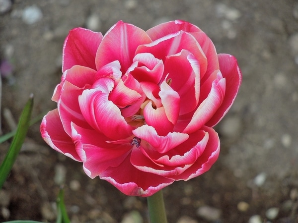 アネモネ 八重咲きチューリップ 青紫 ピンク 赤白咲いてます 写真2枚目 ソウちゃんさんの日記 みんなの趣味の園芸 16 05 21