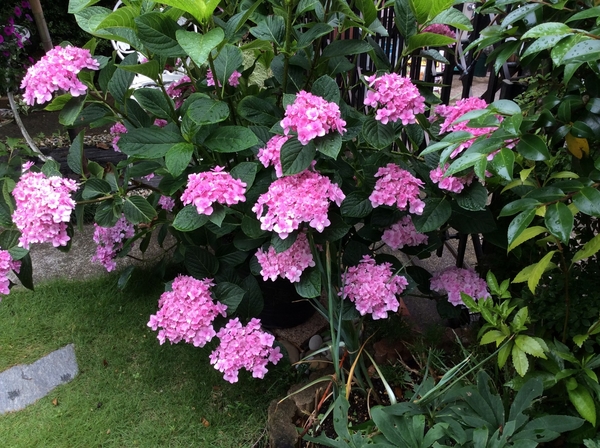 雨に濡れた紫陽花 みんなの趣味の園芸 Nhk出版 弥生５月さんの園芸日記