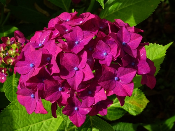 濃い色紫陽花 園芸日記 By 花かご みんなの趣味の園芸