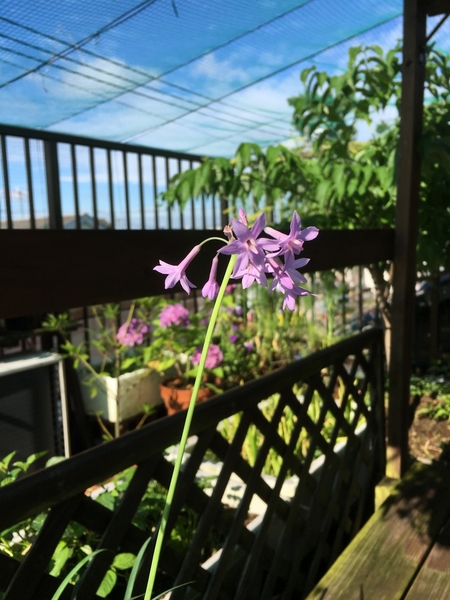 紫の小花 名前は 写真2枚目 Milmilさんの日記 みんなの趣味の園芸 16 06 17