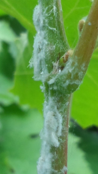 ブドウに綿のような虫 みんなの趣味の園芸 By 銀 3127