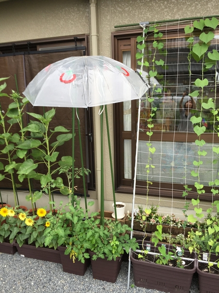 ミニトマトにビニール傘をさしました みんなの趣味の園芸 By 秦夫人