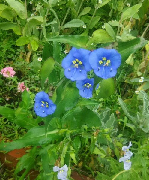 夏の青い花たち 写真2枚目 Tachi Aoiさんの日記 みんなの趣味の園芸 16 07 02