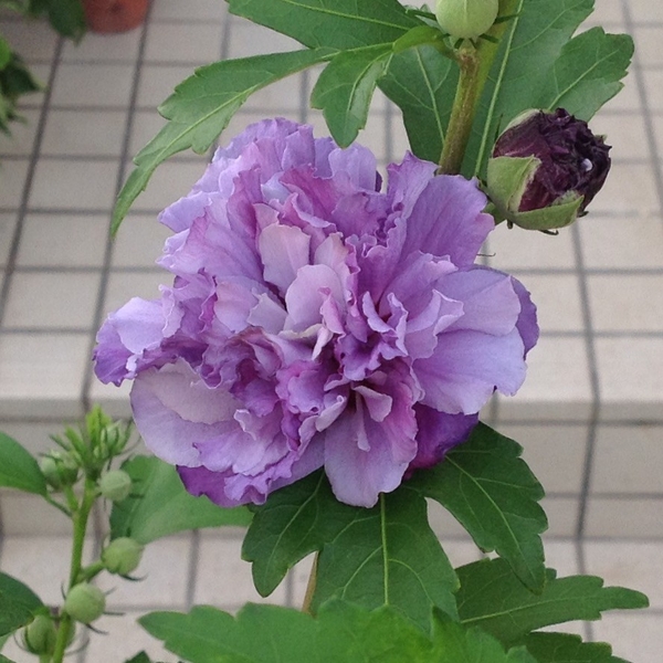 ムクゲ 紫玉 みんなの趣味の園芸 Nhk出版 八千代椿さんの園芸日記