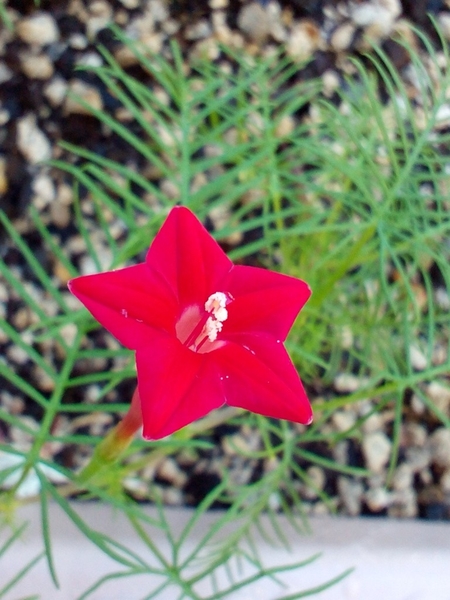 美しく可愛い 赤い花 みんなの趣味の園芸 By Komin