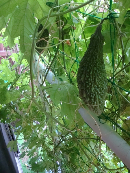 収穫量を増やす ゴーヤ食う虫 ゴーヤ観察は夏休みの宿題にオススメです みんなの趣味の園芸 Nhk出版 オキノさんの園芸日記