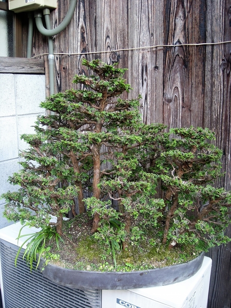 檜盆栽の寄せ植え みんなの趣味の園芸 Nhk出版 Zesyouさんの園芸日記
