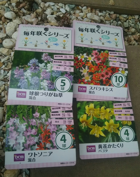 毎年咲く球根 みんなの趣味の園芸 Nhk出版 Tachi Aoiさんの園芸日記