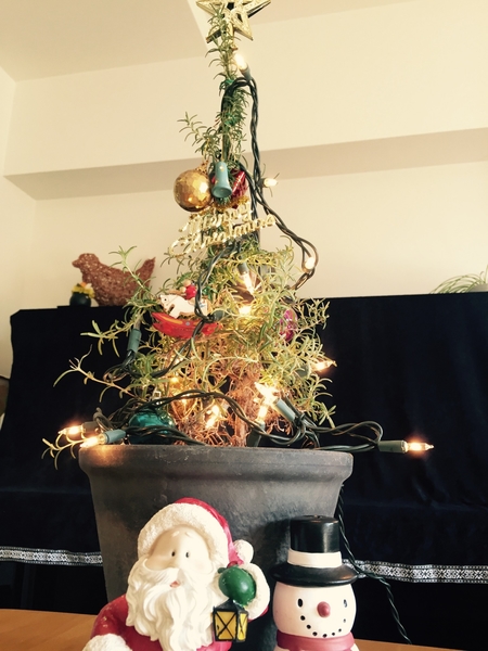 ローズマリーのクリスマスツリー 点灯 みんなの趣味の園芸 Nhk出版 ひめもんすさんの園芸日記
