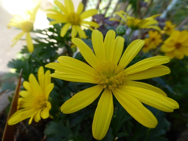 ユリオプスデージー似のこのお花な名前は マーガレットコスモスです みんなの趣味の園芸 Nhk出版 Hayachanさんの園芸日記