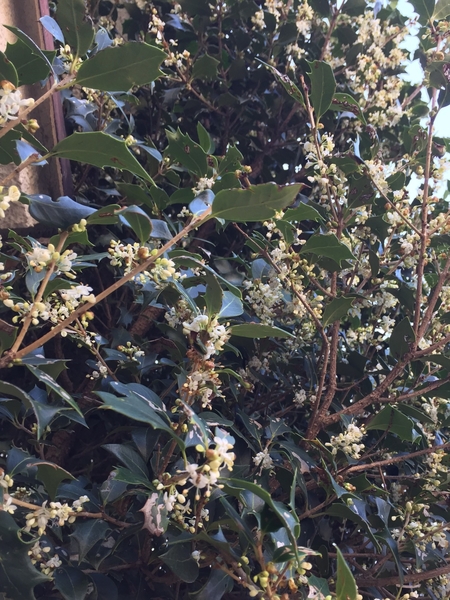 ヒイラギモクセイの香り みんなの趣味の園芸 Nhk出版 浦桜さんの園芸日記