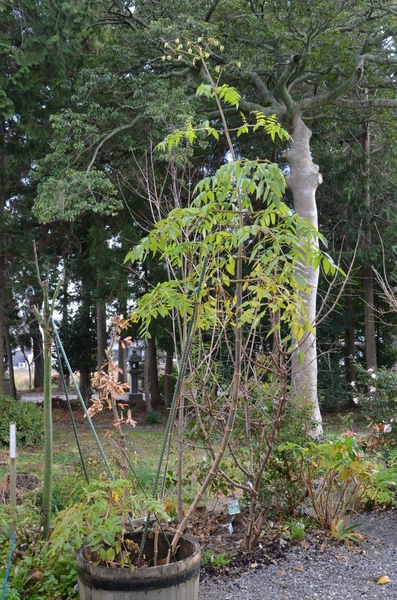 皇帝ダリアの植え替え 園芸日記 By 赤いハナミズキ みんなの趣味の園芸