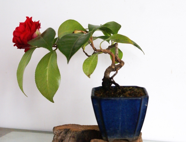 実生椿盆栽が初めて咲きました 写真2枚目 ディスカスさんの日記 みんなの趣味の園芸 17 01 07