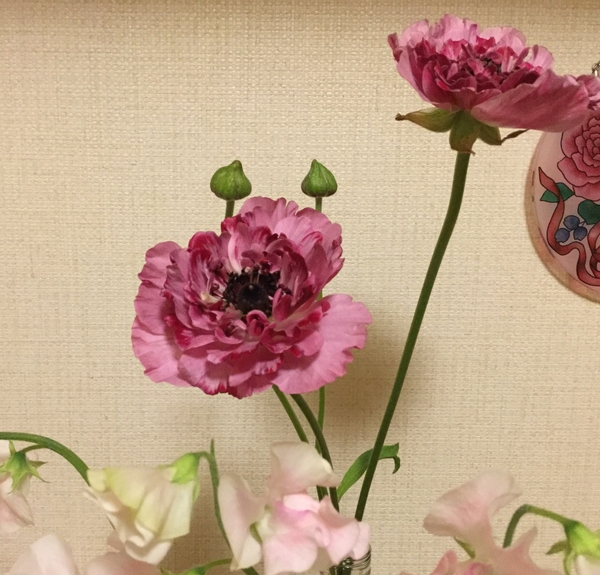 アネモネ咲きラナンキュラス みんなの趣味の園芸 By ピンクペッパー