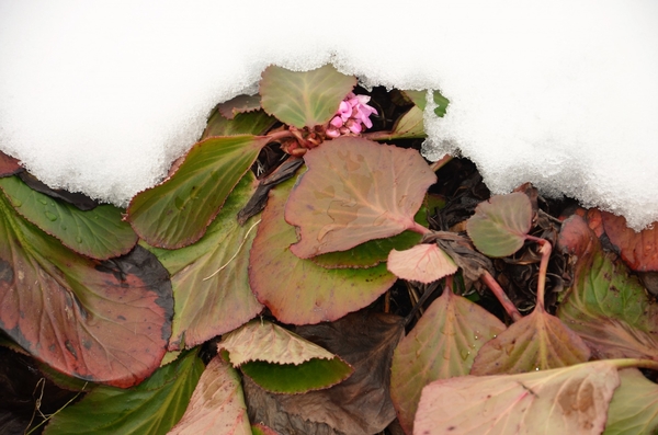 ヒマラヤユキノシタは 雪の下 ですよ 園芸日記 By 赤いハナミズキ みんなの趣味の園芸