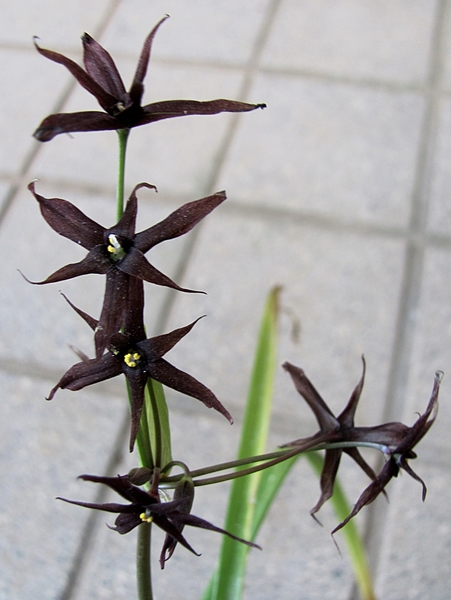 ソラリアの黒い花 みんなの趣味の園芸 By ねむりねこ