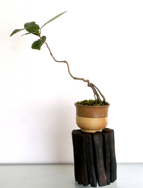 実生で椿盆栽を育てています みんなの趣味の園芸 By ディスカス 3619
