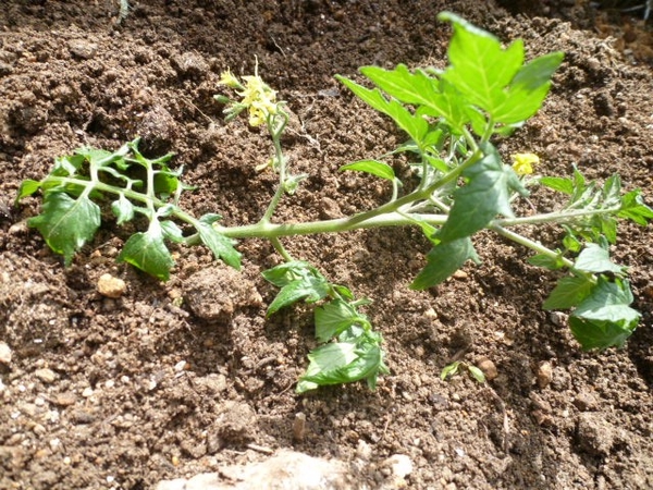 零れトマトの斜め植え みんなの趣味の園芸 Nhk出版 トマトちやんさんの園芸日記 3655