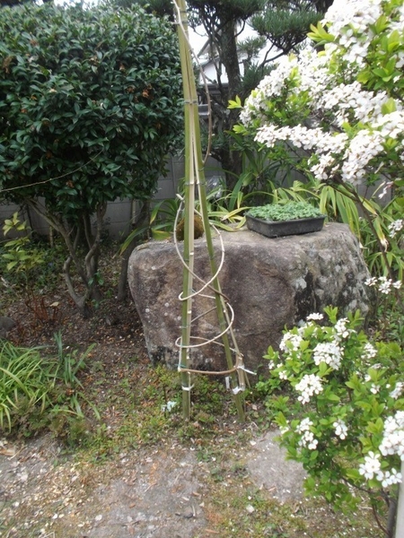 竹オベリスク みんなの趣味の園芸 Nhk出版 おくざきさんの園芸日記