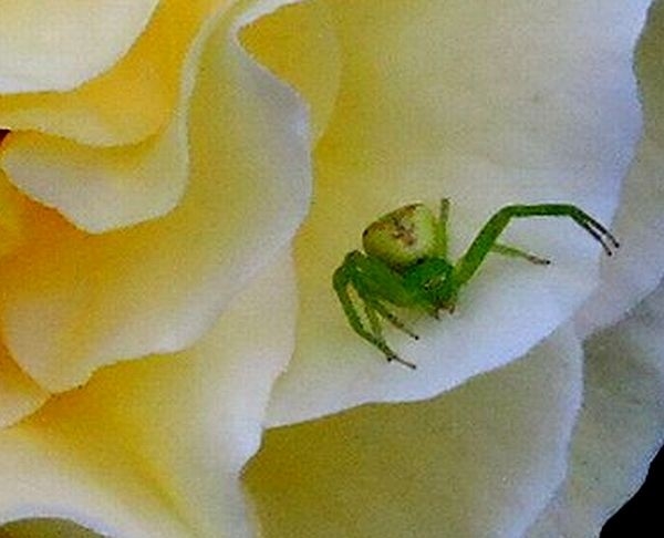 緑色の蜘蛛 みんなの趣味の園芸 Nhk出版 ほんわか猫さんの園芸日記 3437
