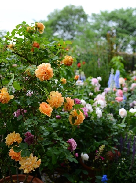 パット オースチン良いバラです 園芸日記 By 有島 薫 みんなの趣味の園芸 3744
