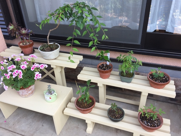 盆栽棚 完成しましたー ๑ ๑ 園芸日記 By Sakurasou みんなの趣味の園芸