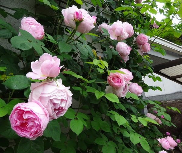 バラのようなシャクヤク シャクヤクのようなバラ みんなの趣味の園芸 Nhk出版 Vivaldinekoさんの園芸日記