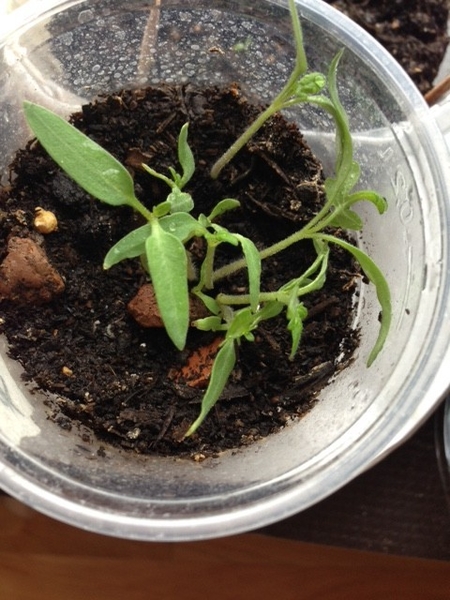 半分に切ったミニトマトから芽が出たよ みんなの趣味の園芸 Nhk出版 Nacolaさんの園芸日記 3212