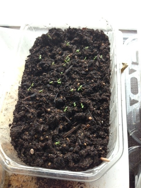 半分に切ったミニトマトから芽が出たよ 写真3枚目 Nacolaさんの日記 みんなの趣味の園芸 17 06 06