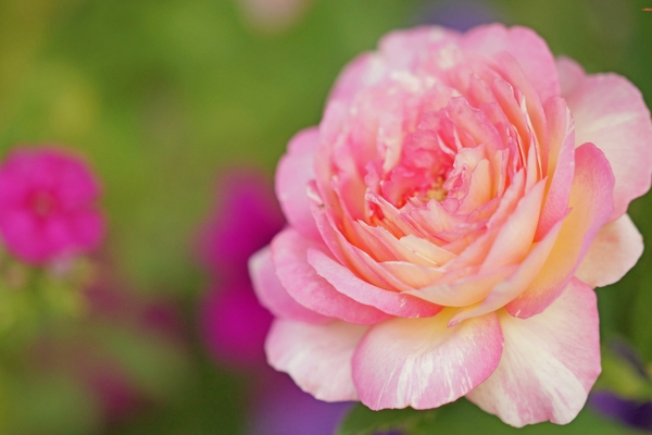 バラ開花写真 新苗の鉢サイズアップ みんなの趣味の園芸 Nhk出版 Atoriさんの園芸日記