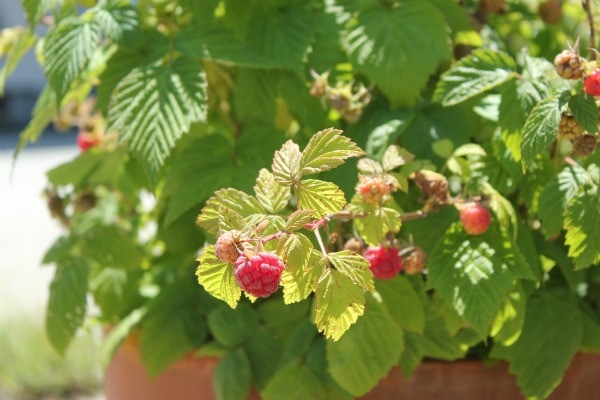 木苺と野いちご みんなの趣味の園芸 Nhk出版 Annさんの園芸日記