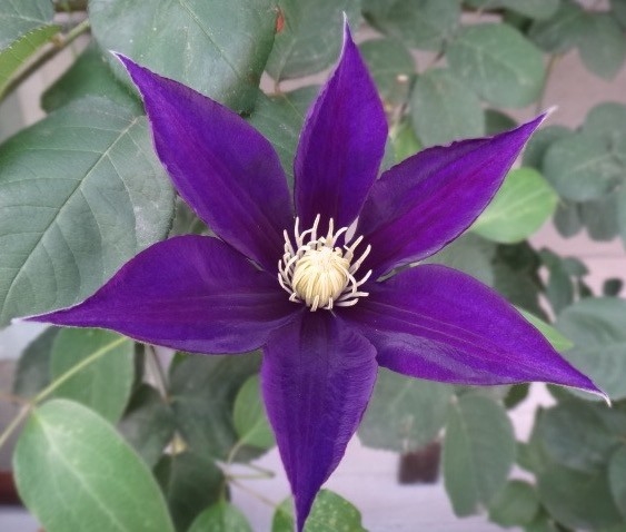 クレマチス 紫栄の二番花は みんなの趣味の園芸 Nhk出版 Vivaldinekoさんの園芸日記